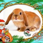 С Новым 2011 Годом! С Новым 2011 Годом!